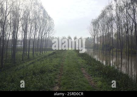 Grasbewachsener Pfad auf einem Damm, der von überfluteten Hainen in der italienischen Landschaft begrenzt wird Stockfoto
