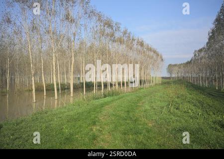 Grasbewachsener Pfad auf einem Damm, der von überfluteten Hainen in der italienischen Landschaft begrenzt wird Stockfoto