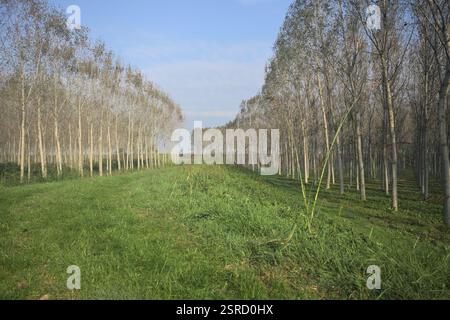 Grasbewachsener Pfad auf einem Damm, der von überfluteten Hainen in der italienischen Landschaft begrenzt wird Stockfoto