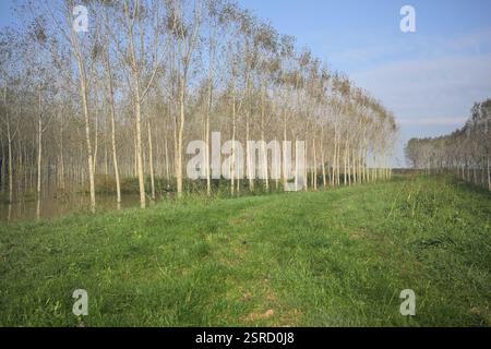 Grasbewachsener Pfad auf einem Damm, der von überfluteten Hainen in der italienischen Landschaft begrenzt wird Stockfoto