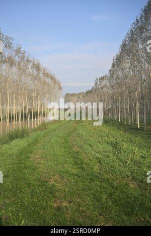 Grasbewachsener Pfad auf einem Damm, der von überfluteten Hainen in der italienischen Landschaft begrenzt wird Stockfoto