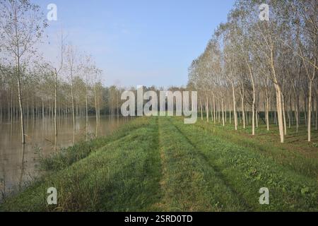 Grasbewachsener Pfad auf einem Damm, der von überfluteten Hainen in der italienischen Landschaft begrenzt wird Stockfoto