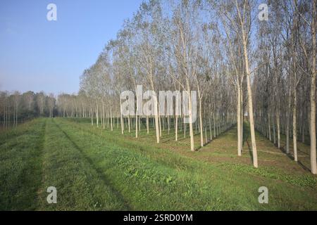Grasbewachsener Pfad auf einem Damm, der von überfluteten Hainen in der italienischen Landschaft begrenzt wird Stockfoto
