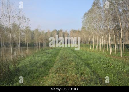 Grasbewachsener Pfad auf einem Damm, der von überfluteten Hainen in der italienischen Landschaft begrenzt wird Stockfoto