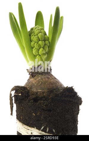 Hyazinthe mit Boden- und Wurzelsystem isoliert auf weißem Hintergrund Stockfoto