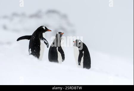 Drei Gentoo-Pinguine in der Antarktis, Gentoo-Pinguin, (Pycoscelis papua) auf Pinguin Island, South Shetland Islands, Antarktis, Tiere, Vögel, Pinguin Stockfoto
