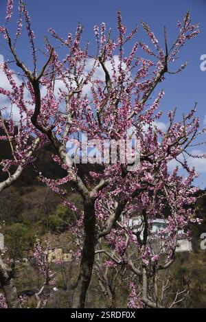 Pfirsichbaum, kasauli, himachal pradesh, Indien, Asien Stockfoto
