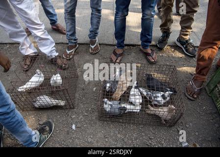 Tauben im Käfig, Tauben Markt, Pune, Maharashtra, Indien, Asien Stockfoto