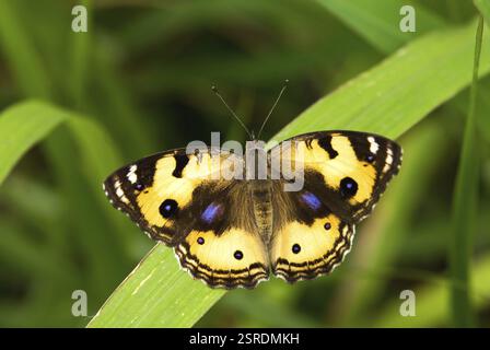 Gelbes Precis hierta in Lalbagh, Bangalore, Karnataka, Indien, Asien Stockfoto