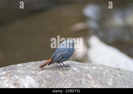 Plumbeous Wasser Redstart männlichen Vogel auf Rock, Uttarakhand, Indien, Asien Stockfoto