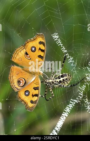 Gelbes Precis hierta in Spinnennetz, Lalbagh, Bangalore, Karnataka, Indien, Asien Stockfoto