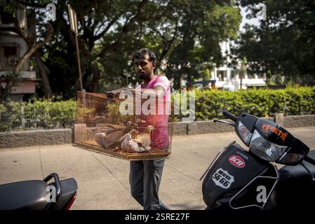 Tauben im Käfig, Tauben Markt, Pune, Maharashtra, Indien, Asien Stockfoto