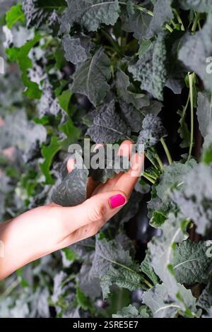 Person, die Grünkohlblätter in einem vertikalen Garten inspiziert. Gesundes Wachstum ist der Schlüssel. Stockfoto