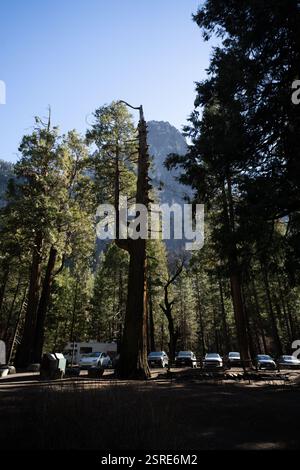 Autos parken auf einem Campingplatz im Yosemite National Park in der Nähe eines hohen, knorrigen Baumes. Sonnenlicht filtert durch den Wald. Stockfoto
