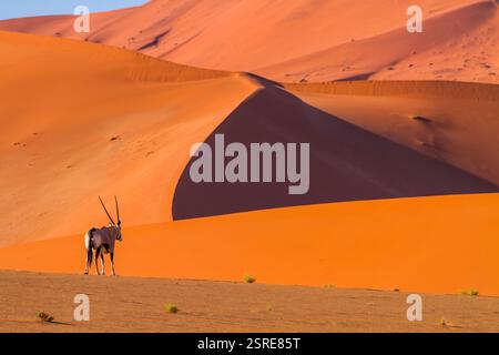 Oryx Antilope in Sossusvlei, Namib Wüste, Namibia, Afrika Stockfoto