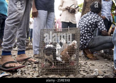 Tauben im Käfig für Verkauf, Tauben Markt, Pune, Maharashtra, Indien, Asien Stockfoto