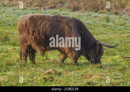 Ein einzelnes Hochlandvieh weidet auf einer offenen Wiese im Morgenlicht, Velen, Münsterland, Nordrhein-Westfalen, Deutschland, Europa Stockfoto