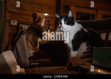 Eine schwarz-weiße Smoking-Katze sitzt in der Nähe ihres Besitzers, während der Besitzer am späten Abend von zu Hause aus arbeitet und die Katze nicht ansieht. Stockfoto