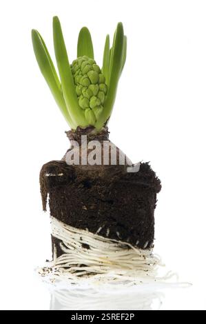 Hyazinthe mit Boden- und Wurzelsystem isoliert auf weißem Hintergrund Stockfoto