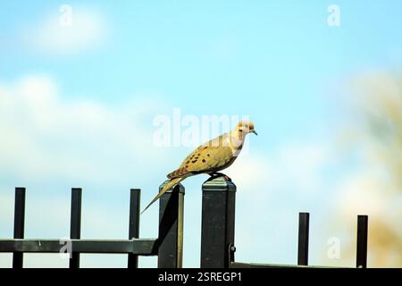 Vogeltrauertaube sitzt auf einem Zaun, Denver. Colorado, USA, Nordamerika Stockfoto