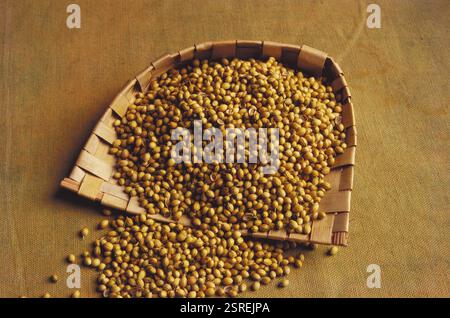 Indische Gewürze, Koriandersamen coriandrum sativum im Weinkorb, Indien, Asien Stockfoto