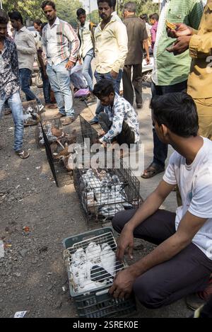Tauben im Käfig, Tauben Markt, Pune, Maharashtra, Indien, Asien Stockfoto