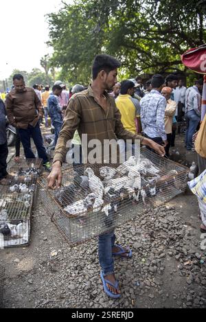 Tauben im Käfig für Verkauf, Tauben Markt, Pune, Maharashtra, Indien, Asien Stockfoto