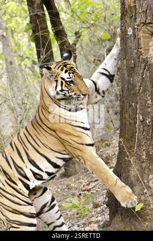 Tiger kratzt an Baumrinde im Bandhavgarh-Nationalpark Umaria bei Madhya Pradesh Indien Asien Stockfoto