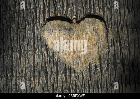 Herz carved in Baumstamm Stockfoto