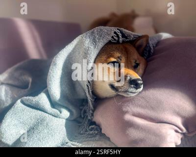 Nachdenklicher Shiba Inu mit einem traurigen Ausdruck, Kopf unter einer Decke. Die Stimmung ist nachdenklich und besinnlich. Hochwertige Nahaufnahmen. Kopierbereich verfügbar. Stockfoto