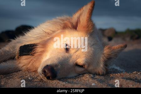 White Shepherd Dog Eyes Großaufnahme Stockfoto