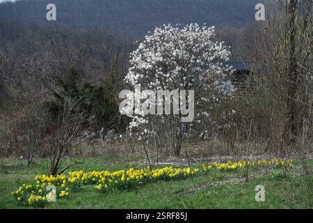 Eine malerische Frühlingsszene: Die schneebedeckten Blüten eines Magnolienbaums, ein lebhafter Kontrast zu den fröhlichen gelben Narzissen auf einer ruhigen Wiese. Stockfoto