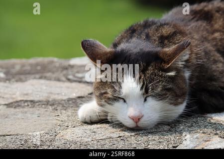 Eine graue Tabbykatze, die auf einer Steinmauer schläft Stockfoto