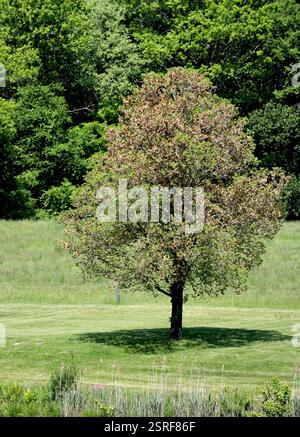 Die Schönheit des Frühlings in einem Feld von üppigem grünem Gras und neuem Wachstum auf Bäumen Stockfoto