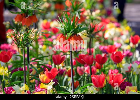 Europa, Die Niederlande, Tulpen. Stockfoto