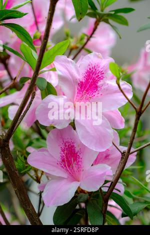 Lebendige Azaleen in voller Blüte auf Lamma Island, Hongkong, zeigen ihre atemberaubenden Farben und machen sie zu einer beliebten Wahl für Ziergärten. Stockfoto