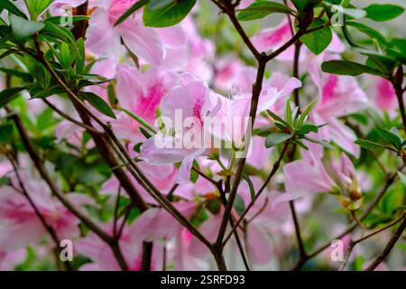 Lebendige Azaleen in voller Blüte auf Lamma Island, Hongkong, zeigen ihre atemberaubenden Farben und machen sie zu einer beliebten Wahl für Ziergärten. Stockfoto