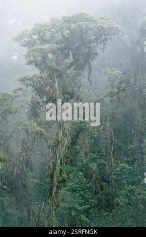 Eine typische Szene in einem Nebelwald in Ecuador, wenn Wolken durch die Baumkronen Rollen. Stockfoto