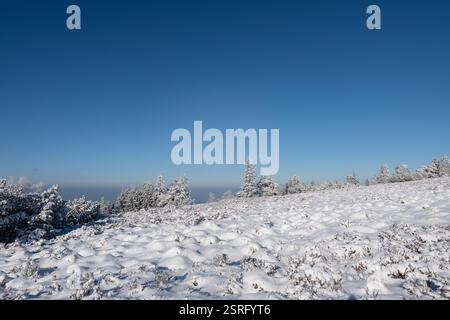 Freudenstadt, Deutschland. Februar 2025. Die Landschaft im Nationalpark Schwarzwald (Bezirk Freudenstadt) ist bei Sonnenschein schneebedeckt. Quelle: Silas Stein/dpa/Alamy Live News Stockfoto