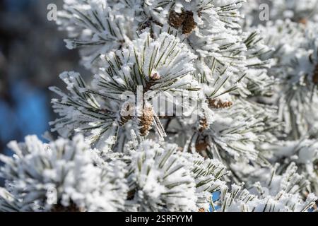 Freudenstadt, Deutschland. Februar 2025. Tannenmuster hängen an einer Tanne im Nationalpark Schwarzwald (Bezirk Freudenstadt) und sind mit Schnee bedeckt. Quelle: Silas Stein/dpa/Alamy Live News Stockfoto
