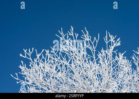 Freudenstadt, Deutschland. Februar 2025. Baumzweige im Nationalpark Schwarzwald (Bezirk Freudenstadt) sind mit Schnee bedeckt. Quelle: Silas Stein/dpa/Alamy Live News Stockfoto
