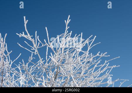 Freudenstadt, Deutschland. Februar 2025. Baumzweige im Nationalpark Schwarzwald (Bezirk Freudenstadt) sind mit Schnee bedeckt. Quelle: Silas Stein/dpa/Alamy Live News Stockfoto