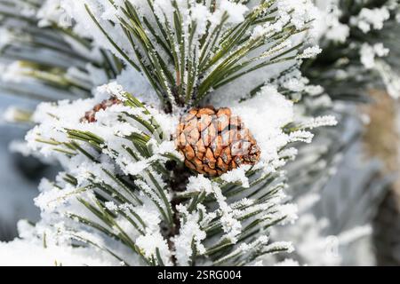 Freudenstadt, Deutschland. Februar 2025. Tannenmuster hängen an einer Tanne im Nationalpark Schwarzwald (Bezirk Freudenstadt) und sind mit Schnee bedeckt. Quelle: Silas Stein/dpa/Alamy Live News Stockfoto