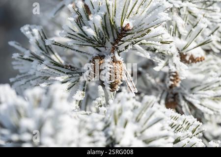 Freudenstadt, Deutschland. Februar 2025. Tannenmuster hängen an einer Tanne im Nationalpark Schwarzwald (Bezirk Freudenstadt) und sind mit Schnee bedeckt. Quelle: Silas Stein/dpa/Alamy Live News Stockfoto