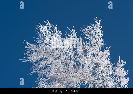 Freudenstadt, Deutschland. Februar 2025. Baumzweige im Nationalpark Schwarzwald (Bezirk Freudenstadt) sind mit Schnee bedeckt. Quelle: Silas Stein/dpa/Alamy Live News Stockfoto