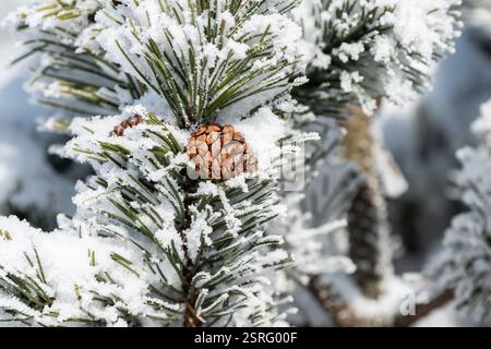 Freudenstadt, Deutschland. Februar 2025. Tannenmuster hängen an einer Tanne im Nationalpark Schwarzwald (Bezirk Freudenstadt) und sind mit Schnee bedeckt. Quelle: Silas Stein/dpa/Alamy Live News Stockfoto