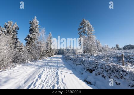 Freudenstadt, Deutschland. Februar 2025. Die Landschaft im Nationalpark Schwarzwald (Bezirk Freudenstadt) ist bei Sonnenschein schneebedeckt. Quelle: Silas Stein/dpa/Alamy Live News Stockfoto