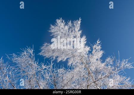 Freudenstadt, Deutschland. Februar 2025. Baumzweige im Nationalpark Schwarzwald (Bezirk Freudenstadt) sind mit Schnee bedeckt. Quelle: Silas Stein/dpa/Alamy Live News Stockfoto