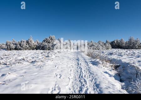 Freudenstadt, Deutschland. Februar 2025. Die Landschaft im Nationalpark Schwarzwald (Bezirk Freudenstadt) ist bei Sonnenschein schneebedeckt. Quelle: Silas Stein/dpa/Alamy Live News Stockfoto