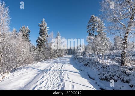 Freudenstadt, Deutschland. Februar 2025. Die Landschaft im Nationalpark Schwarzwald (Bezirk Freudenstadt) ist bei Sonnenschein schneebedeckt. Quelle: Silas Stein/dpa/Alamy Live News Stockfoto
